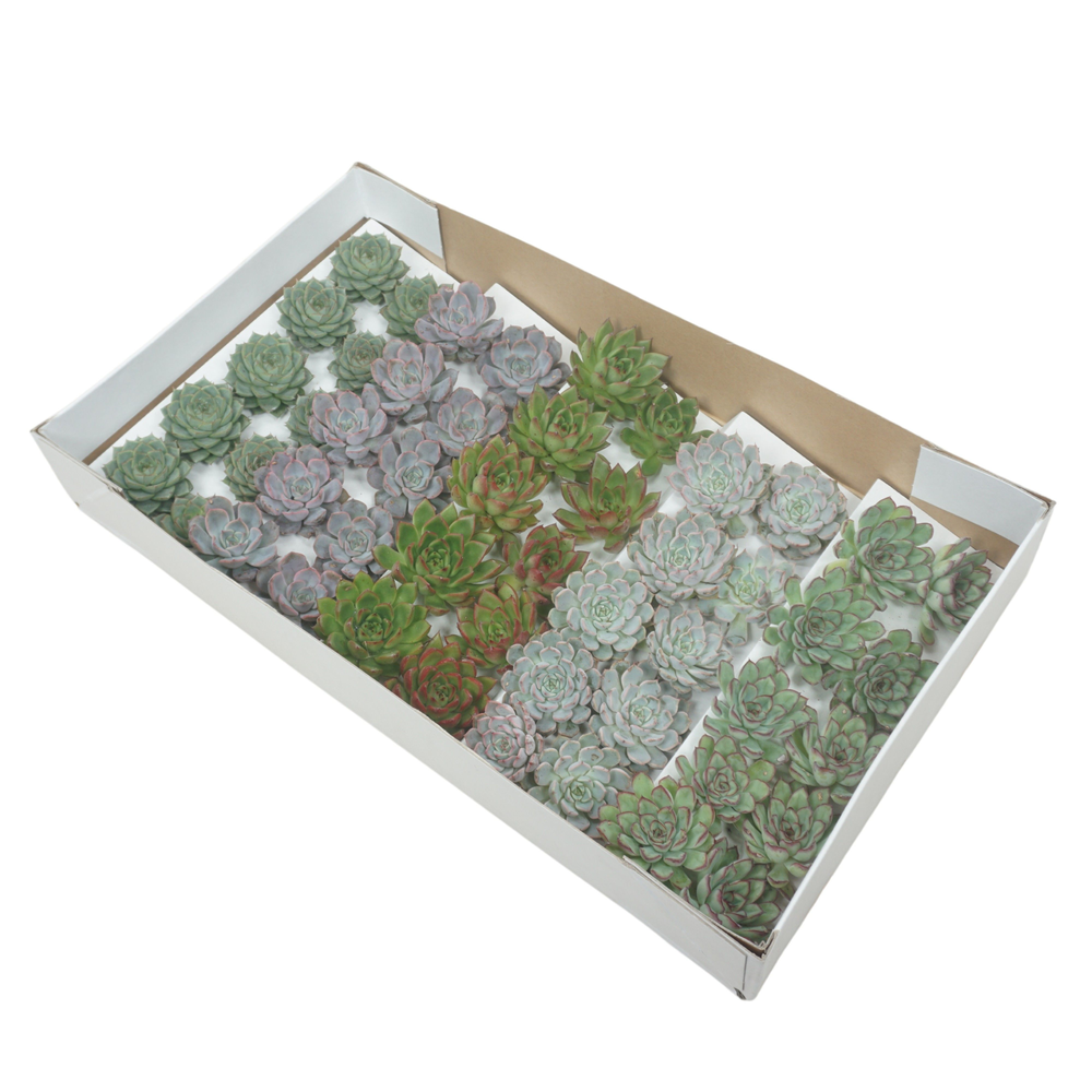 Gesneden Echeveria mix 5-7 cm (Zonder deksel).