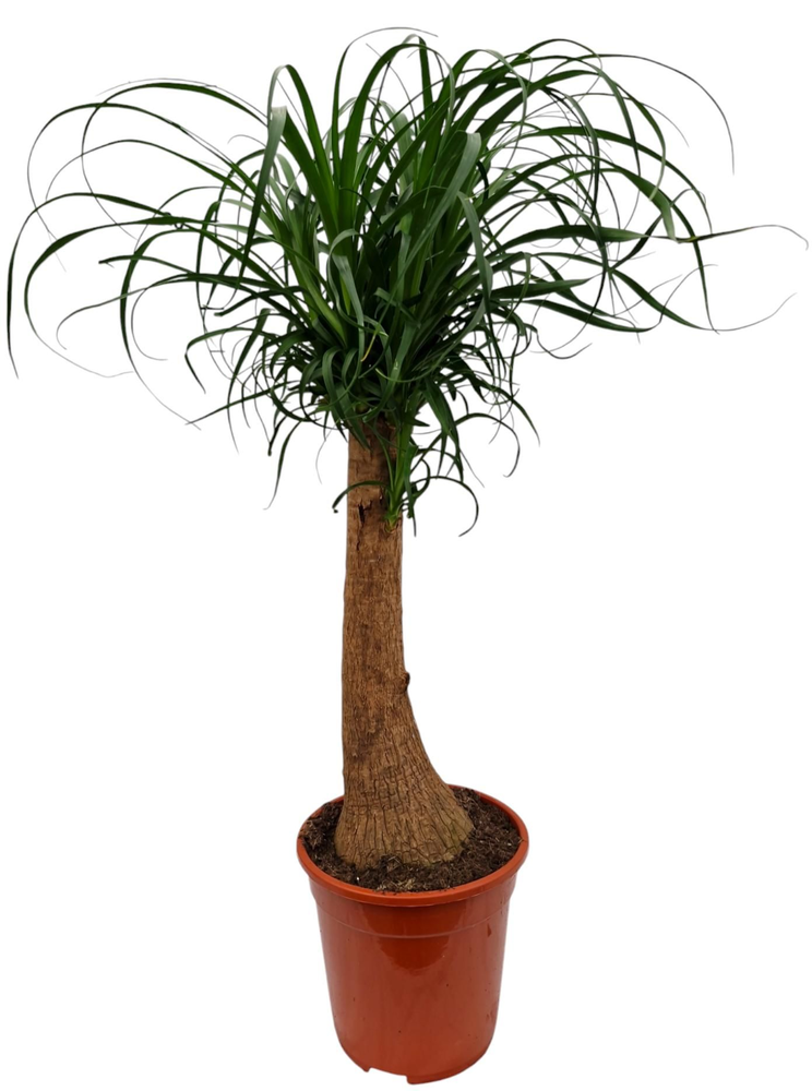 Beaucarnea 21 cm.