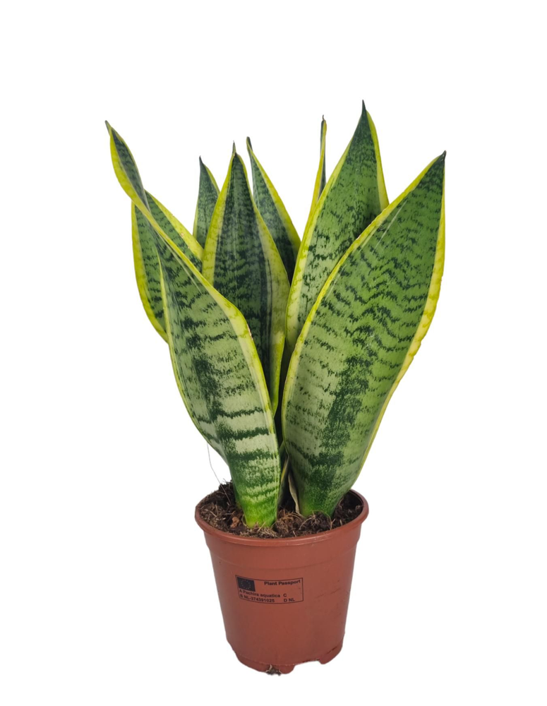 Sansevieria Superba 14 cm.