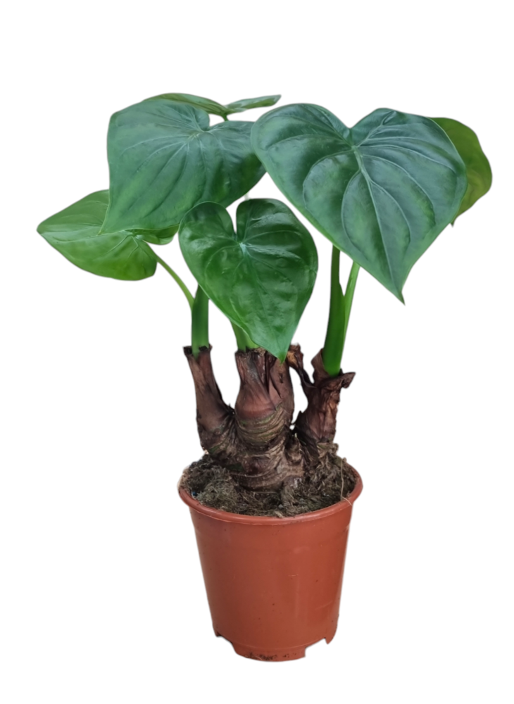 Alocasia Multitrunk green 14 cm.