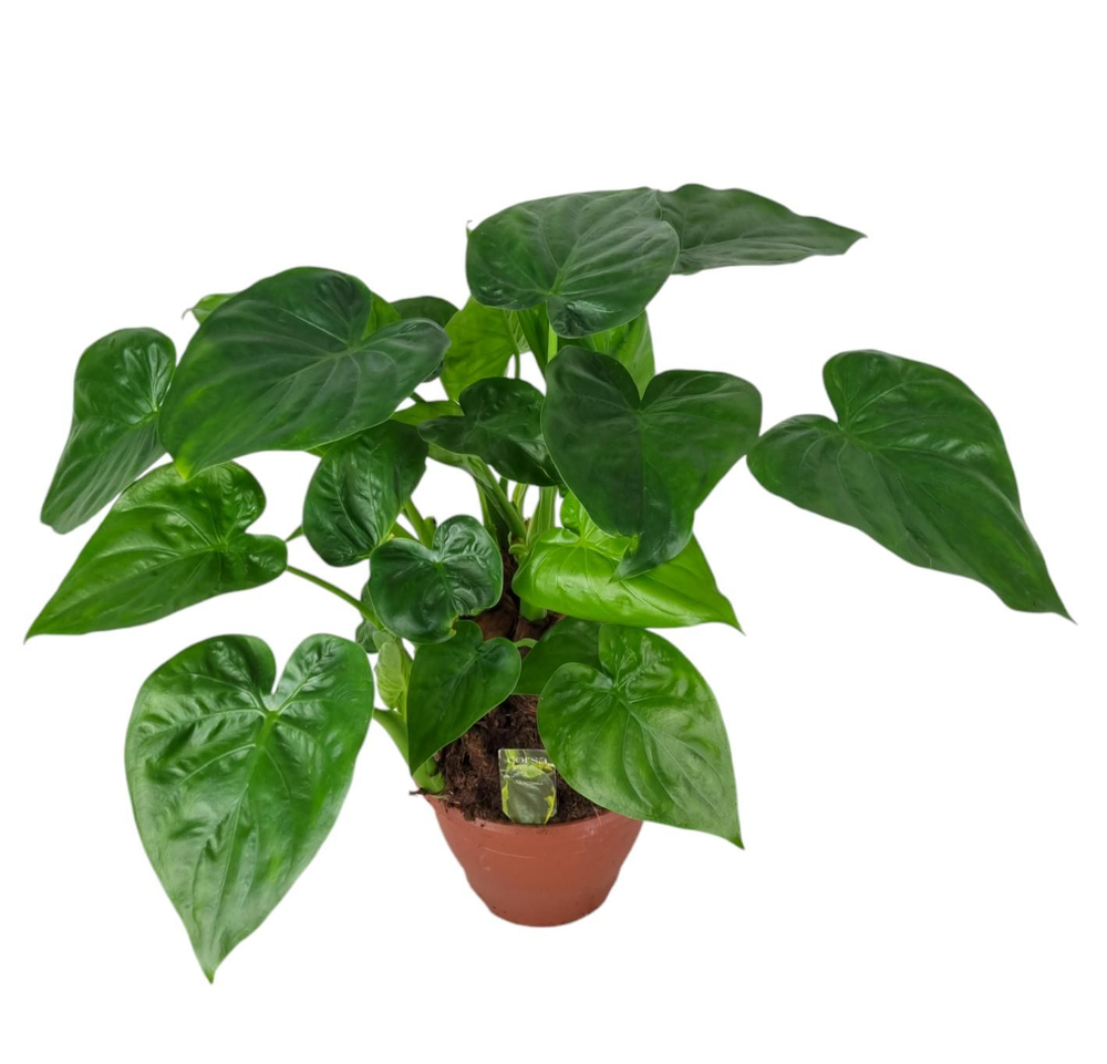 Alocasia Multitrunk green 19 cm.