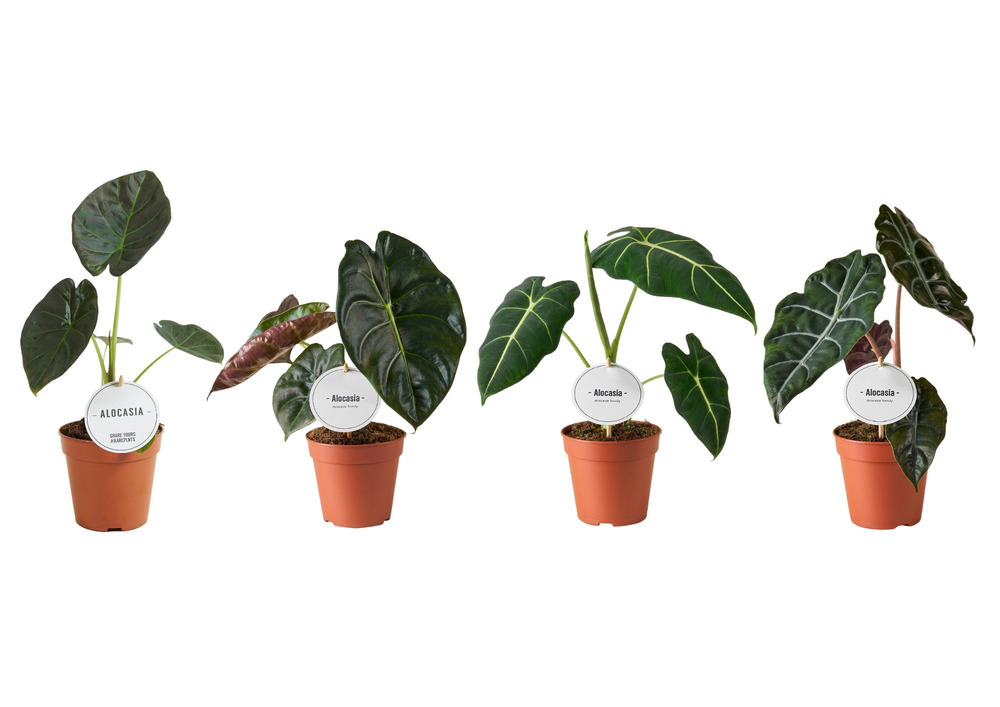 Alocasia Mix Hoog.