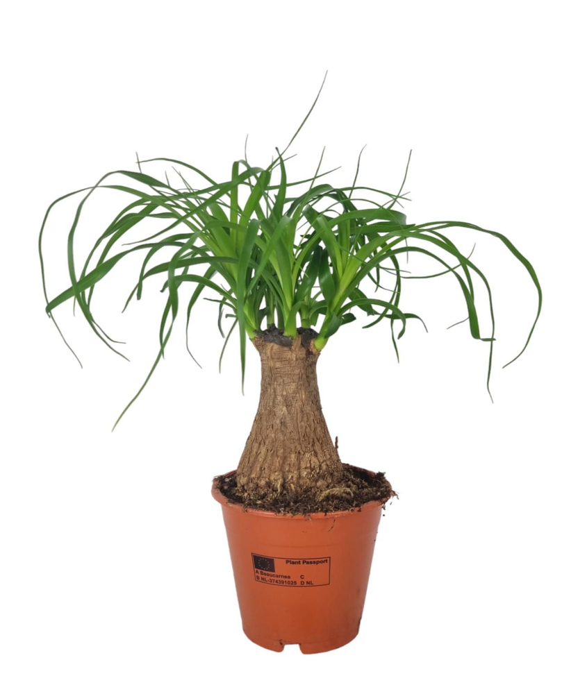 Beaucarnea 12 cm.