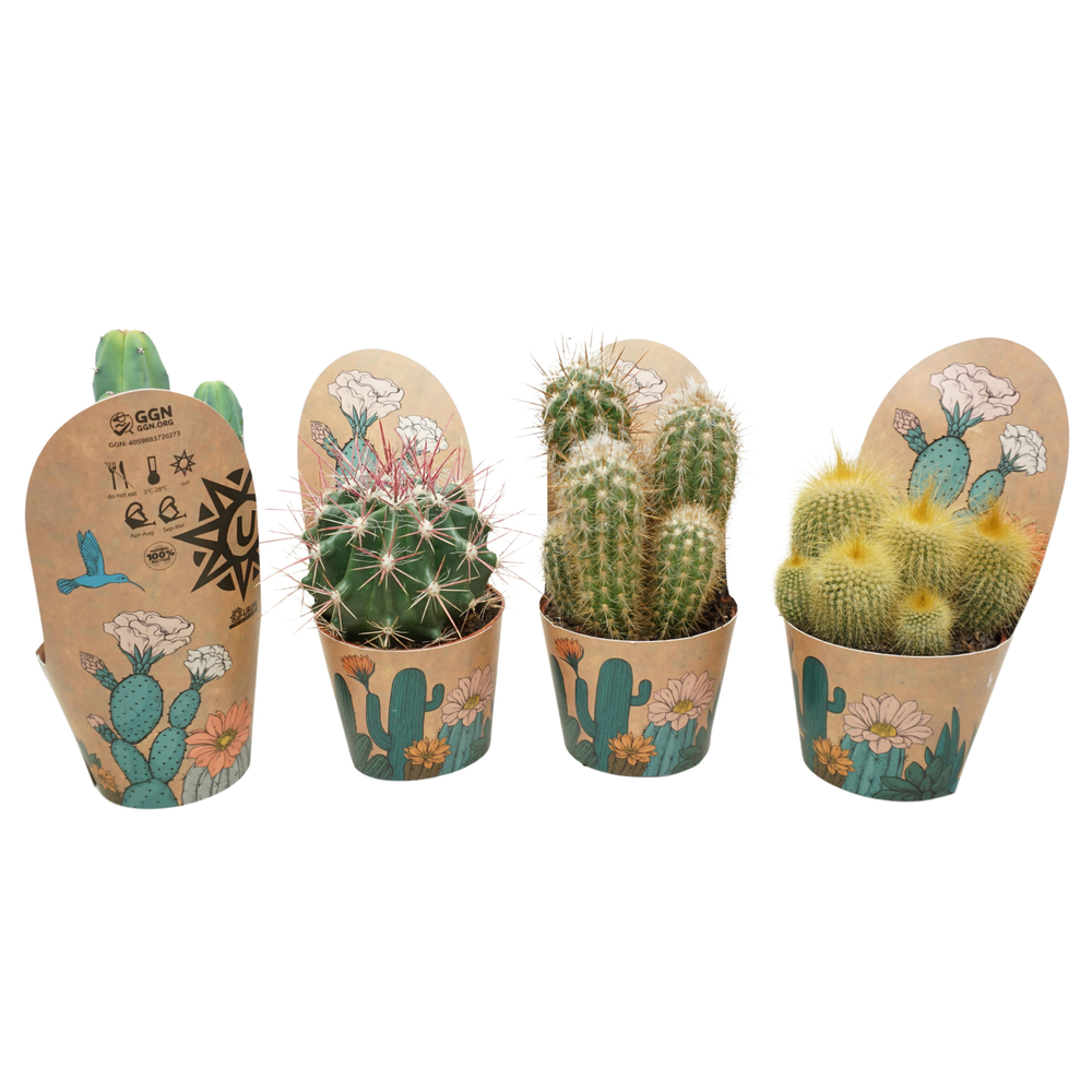Cactus mix 10,5 cm in Ubink potcover.