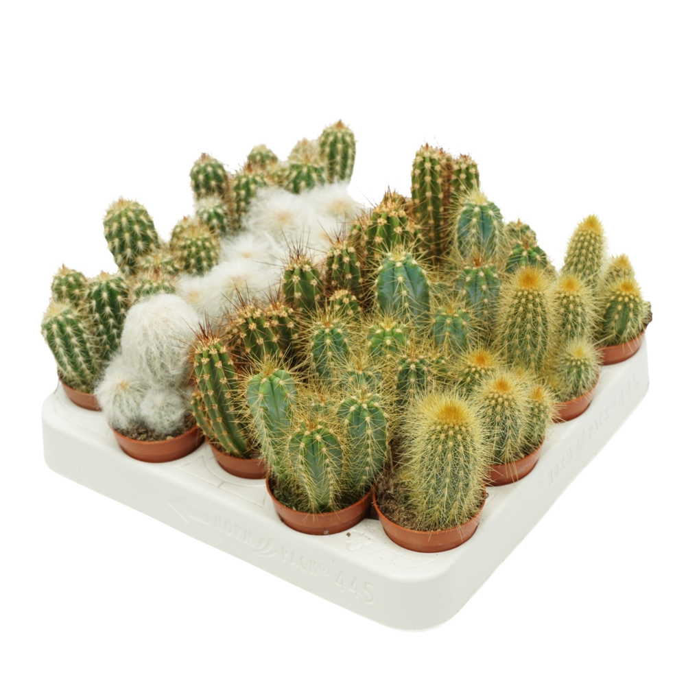 Cereus mix 5,5 cm op rij in presentatiedoos.