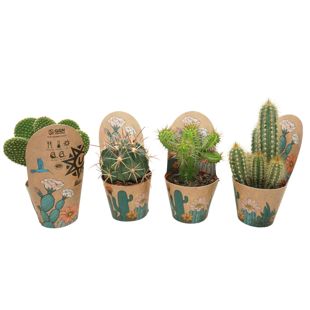 Cactus mix 8,5 cm in Ubink potcover.