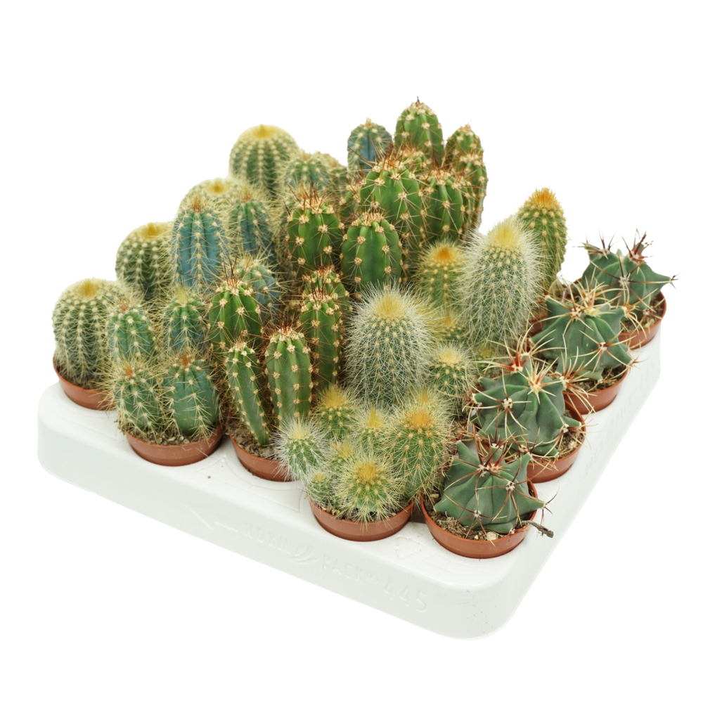 Cactus mix 5,5 cm op rij in presentatiedoos.