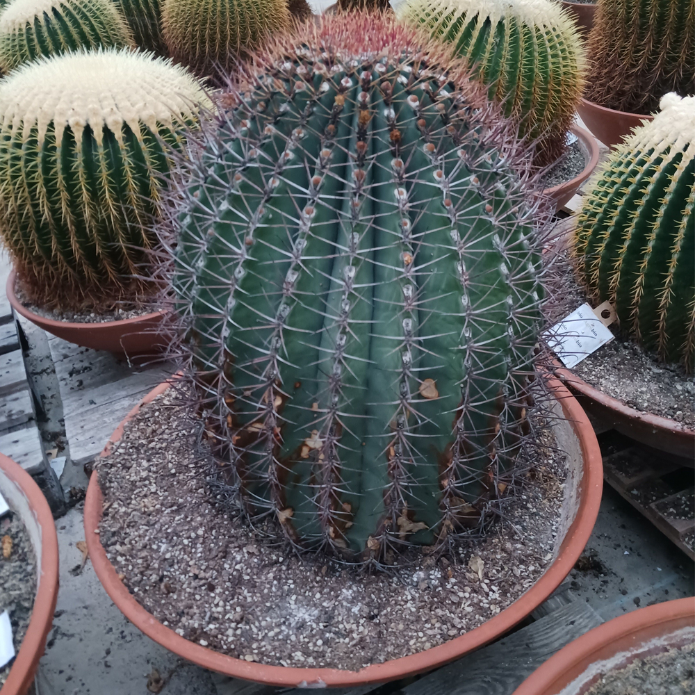 Ferocactus 70 cm.