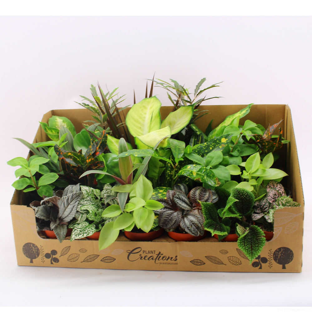 M-24 Mixplant showdoos.