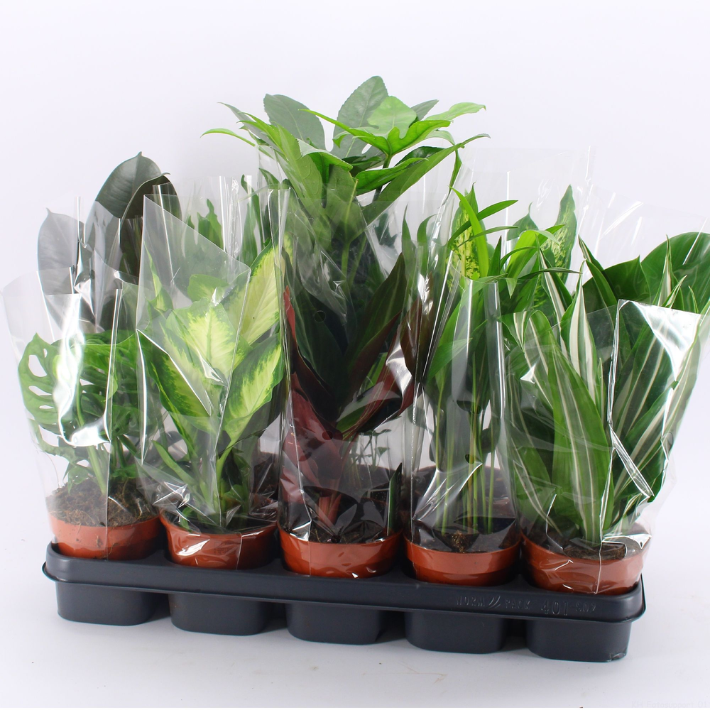 M-10 Mixplanten zonder showdoos.