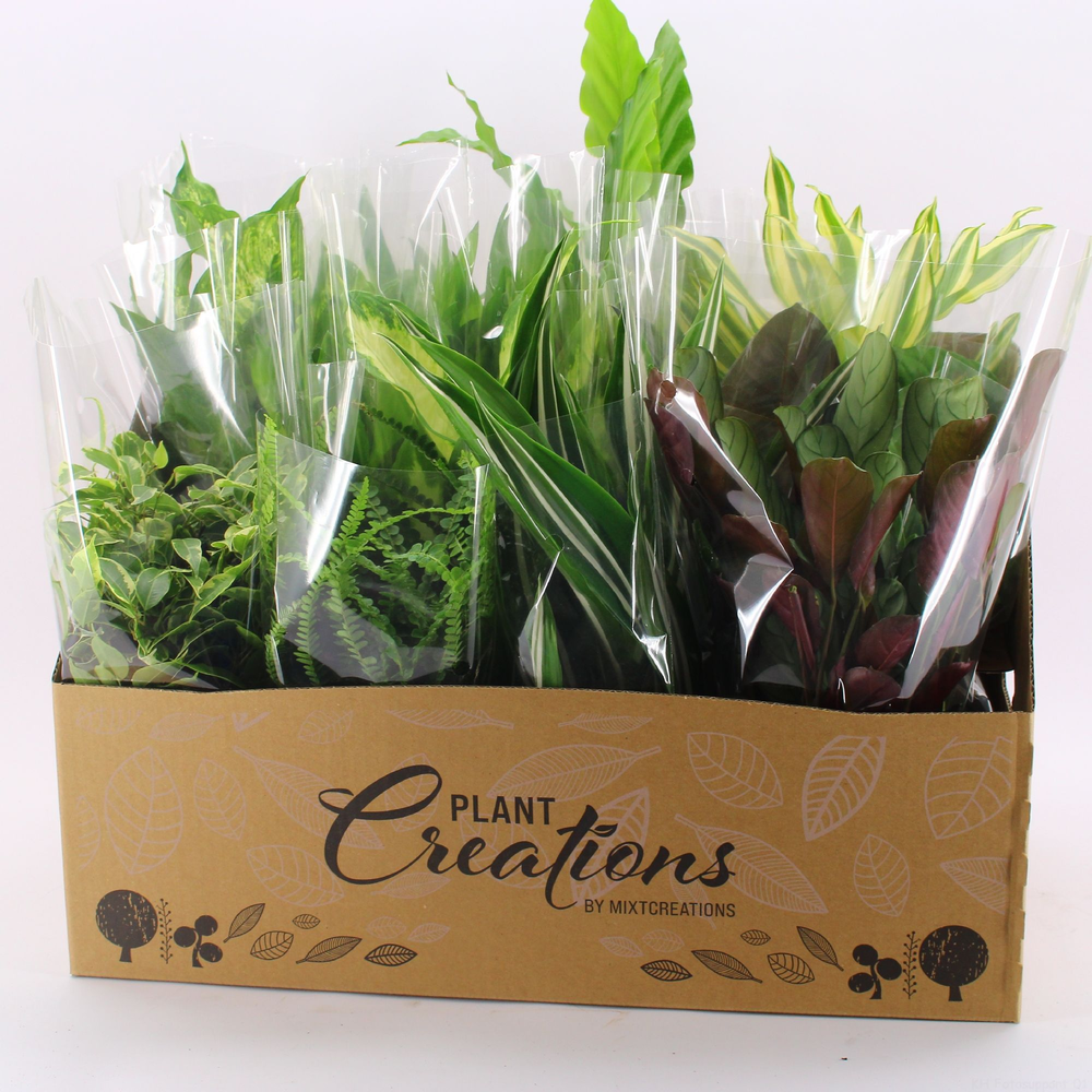 M-12 Mixplanten in showdoos.