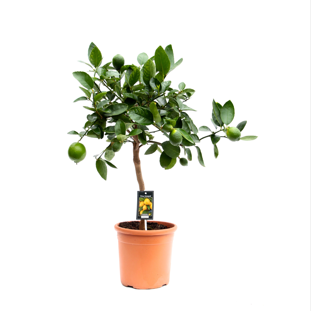 Citrus Lime.