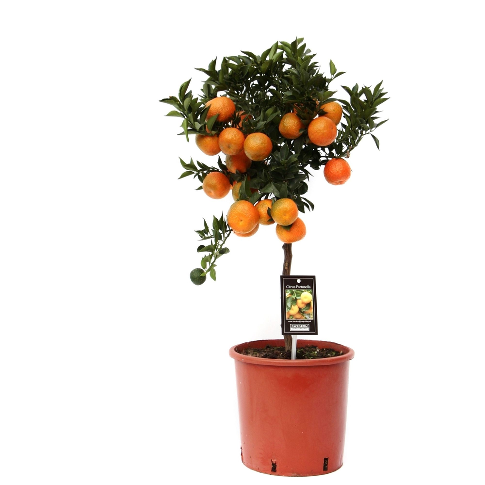 Citrus Mandarin.