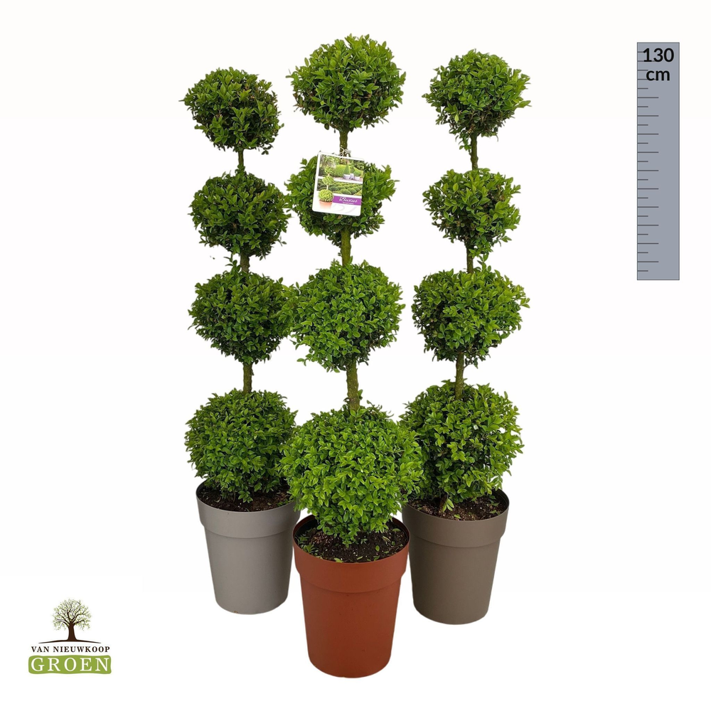 Buxus sempervirens Quatrobol M.