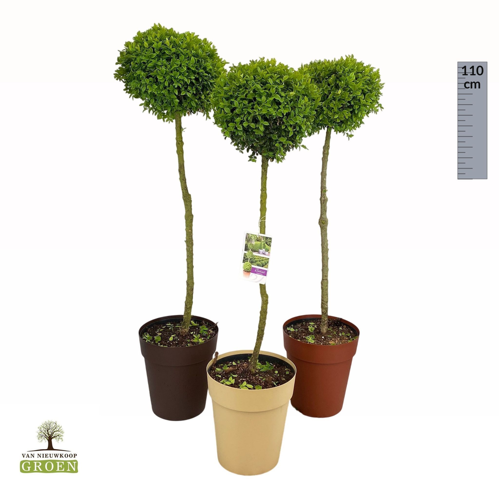 Buxus sempervirens Bol op stam M.