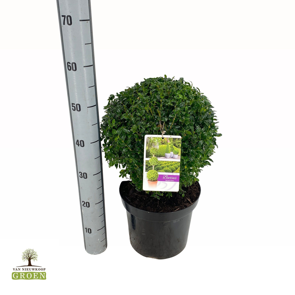 Buxus sempervirens Bol 30.