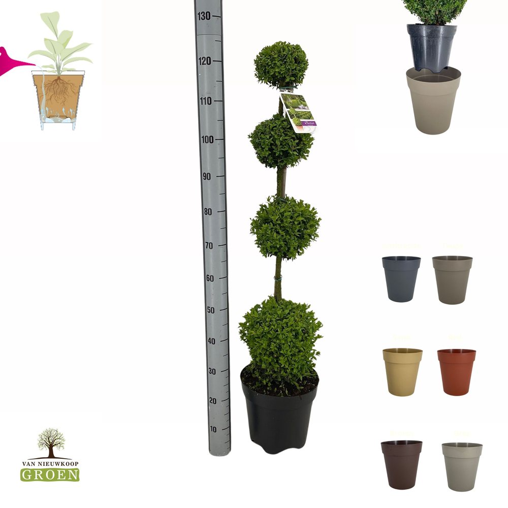 Buxus semp. Mix shelf: 12x Various shapes, pot 27,.