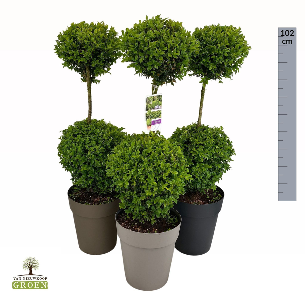 Buxus sempervirens Duobol M.