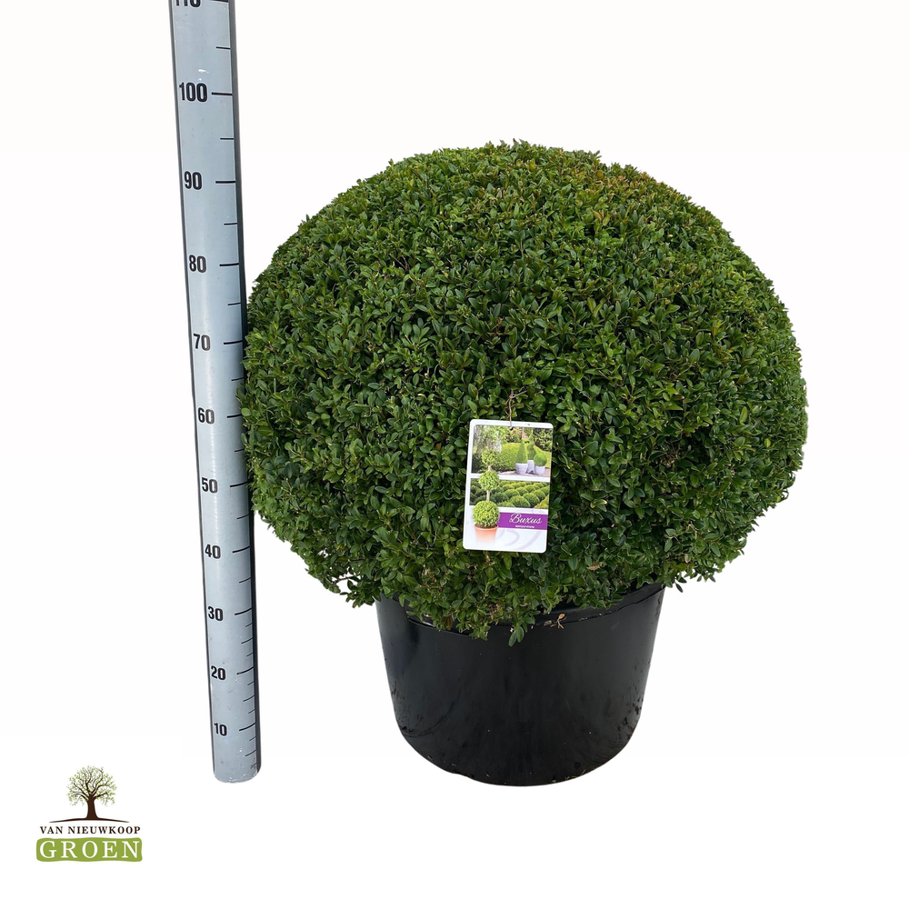 Buxus sempervirens Platte Bol 80.