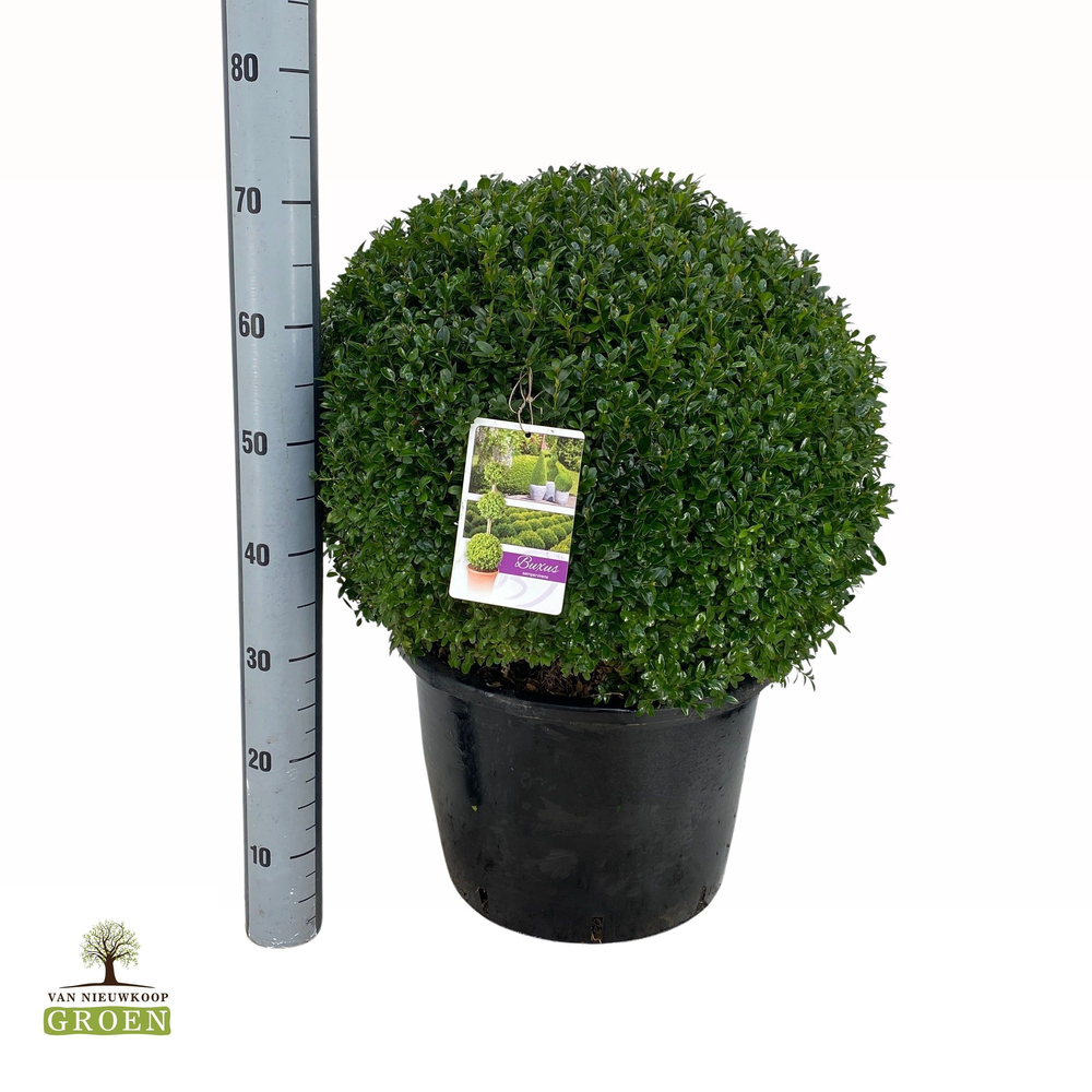 Buxus sempervirens Bol 55.