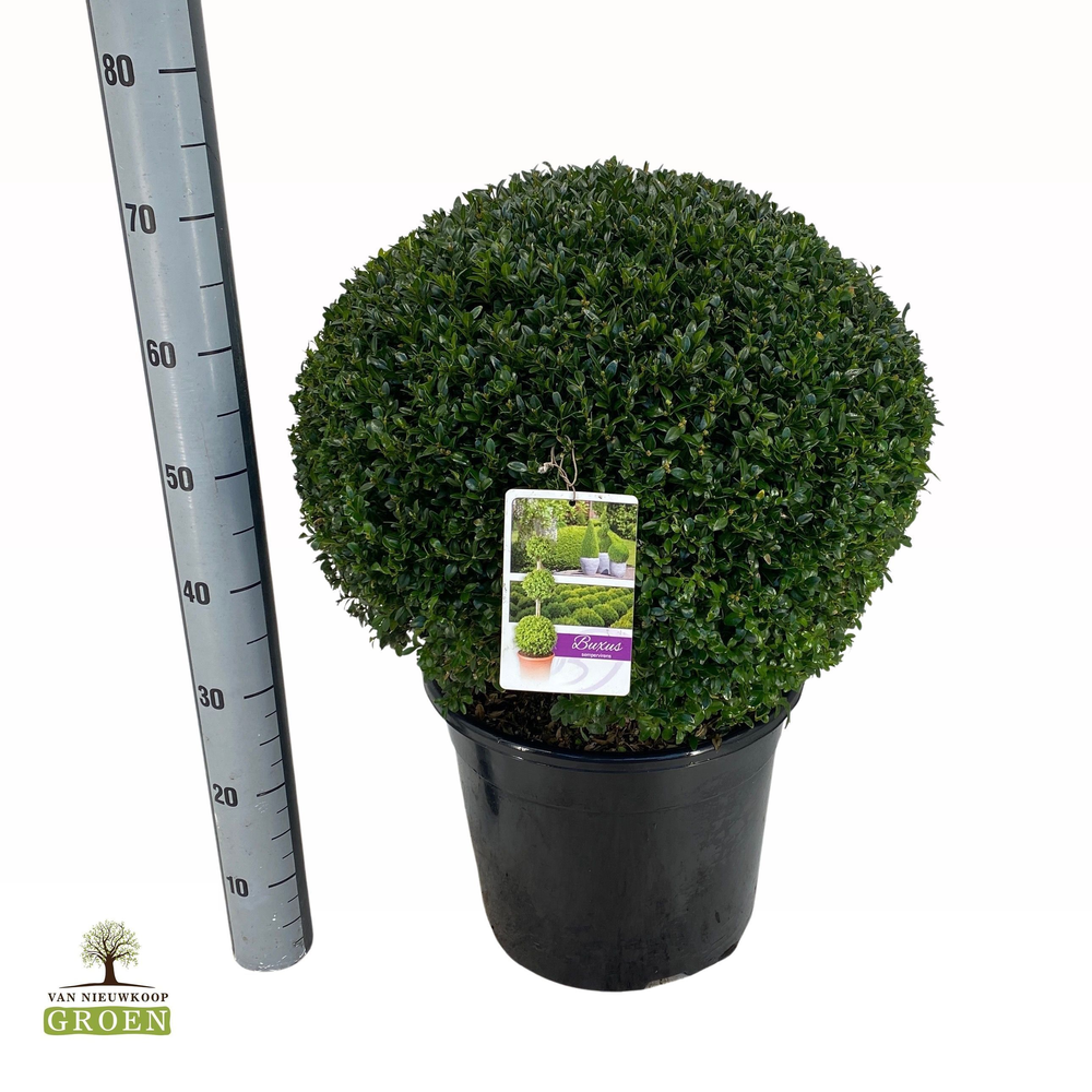 Buxus sempervirens Bol 50.