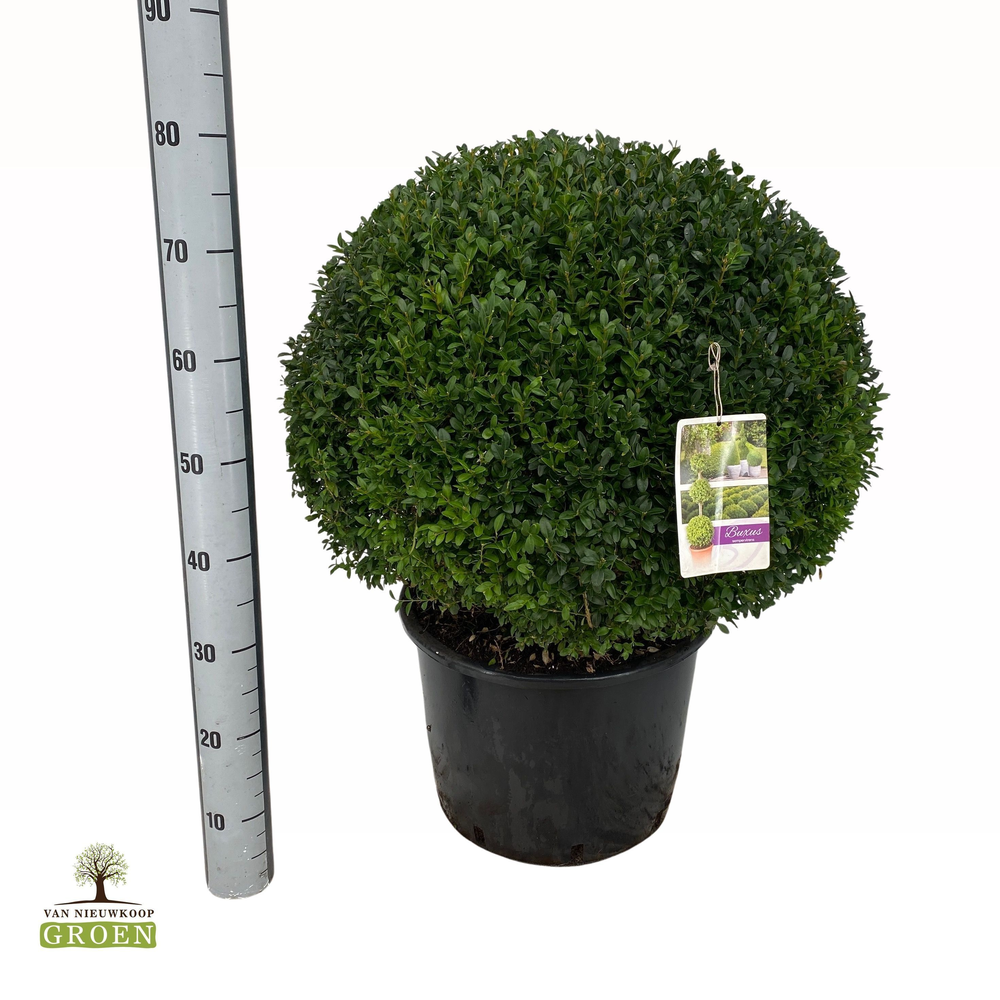 Buxus sempervirens Bol 60.