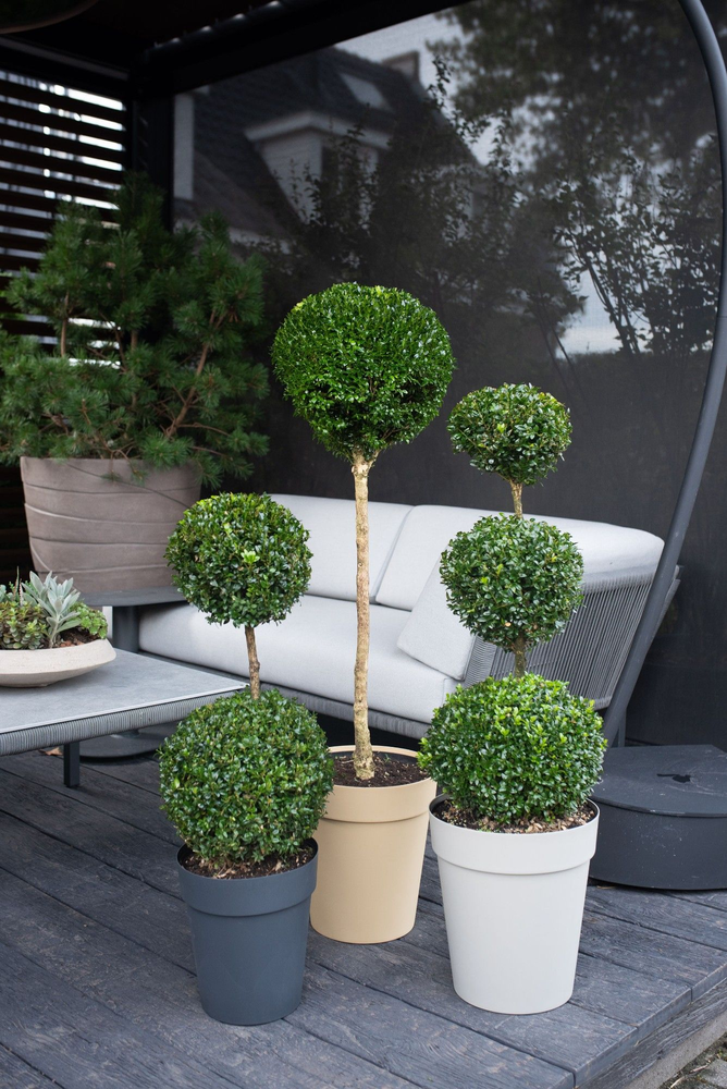 Buxus semp. Mix shelf: 8x Various shapes, pot 32, .
