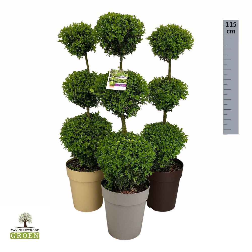 Buxus sempervirens Triobol M.