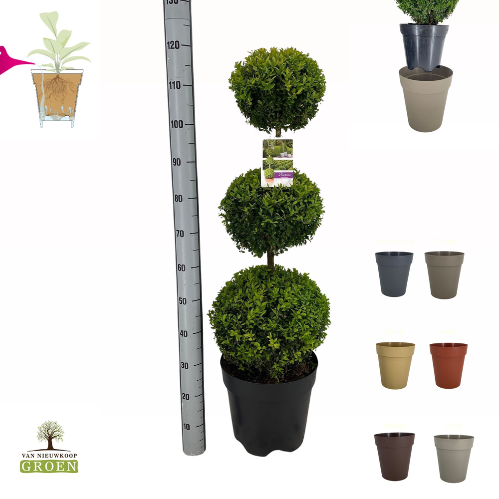 Buxus sempervirens Triobol L.