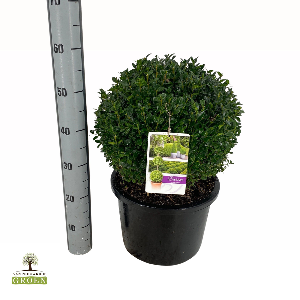 Buxus sempervirens Bol 40.