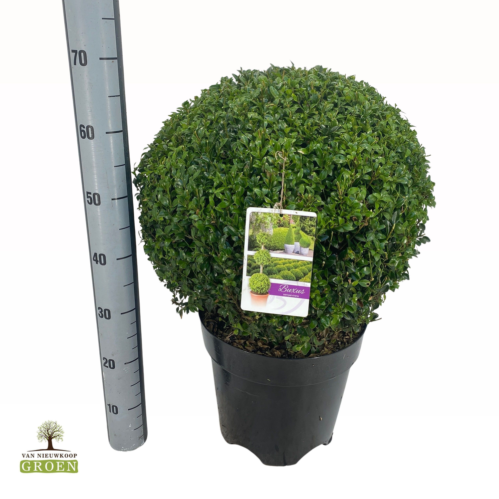 Buxus sempervirens Bol 45.