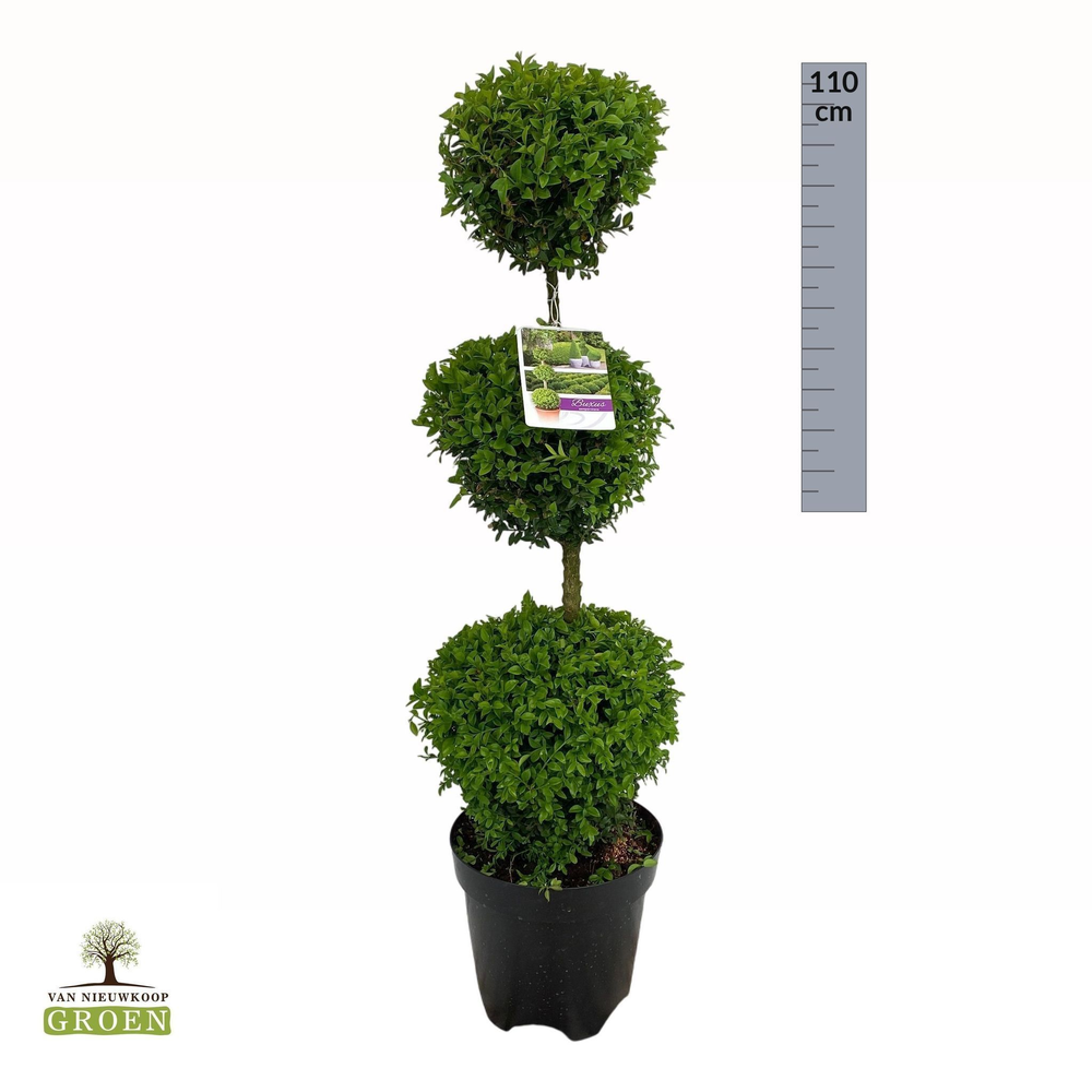 Buxus sempervirens Triobol M.