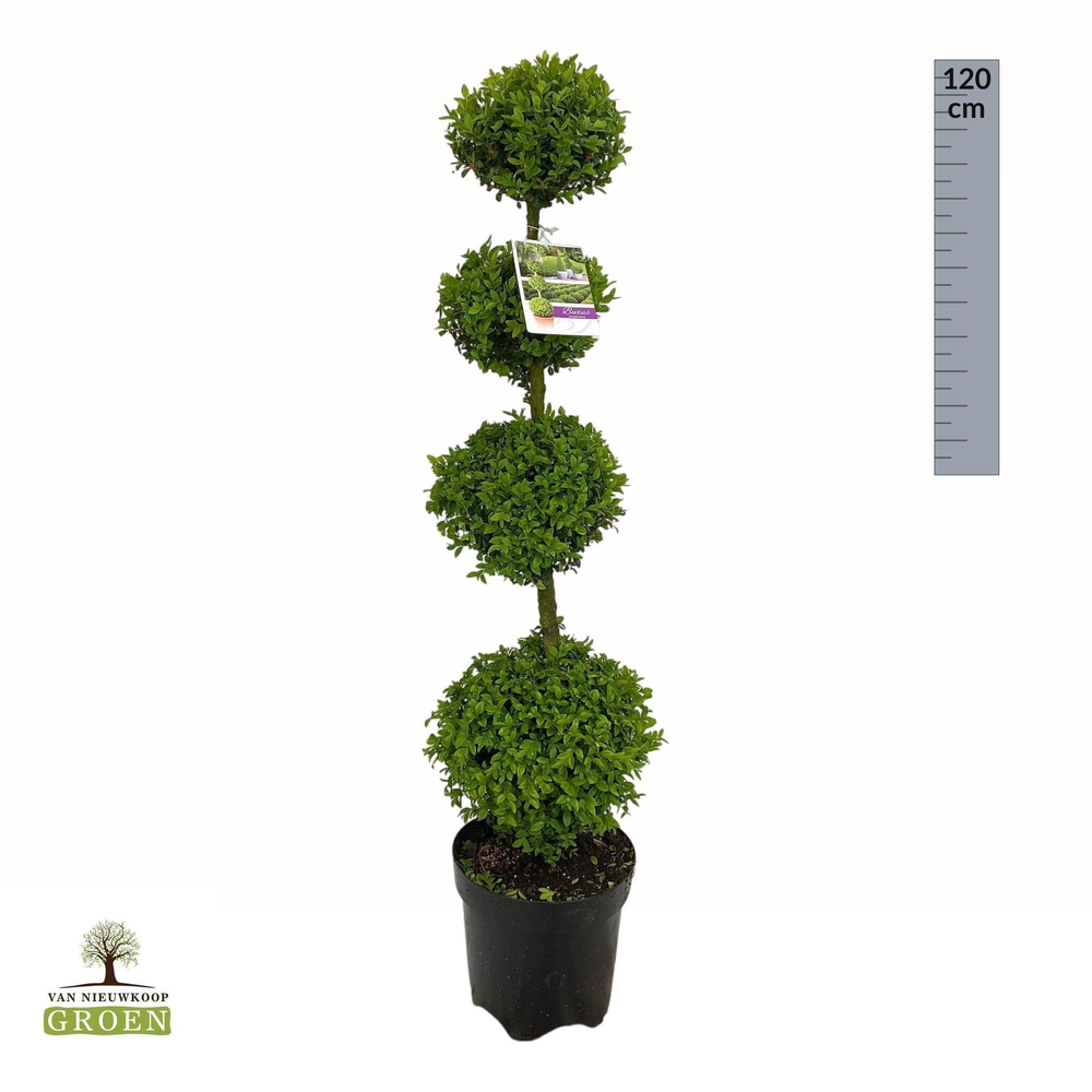 Buxus sempervirens Quatrobol M.