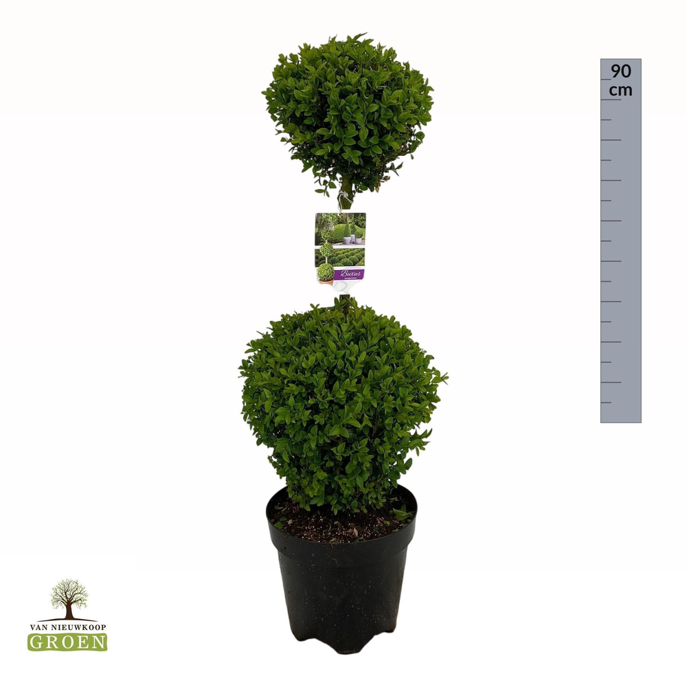 Buxus sempervirens Duobol M.