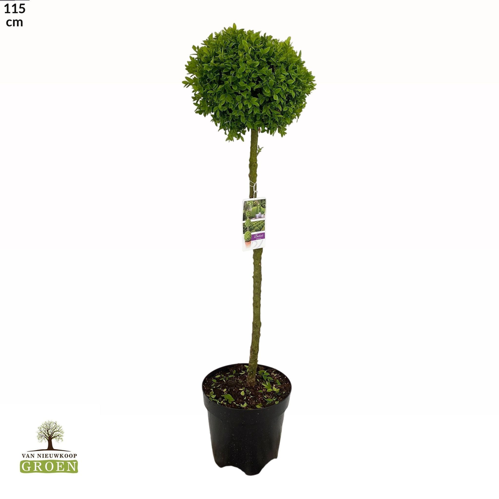 Buxus sempervirens Bol op stam M.