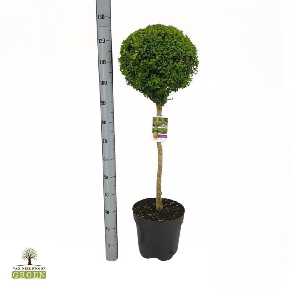 Buxus sempervirens Bol op stam L.