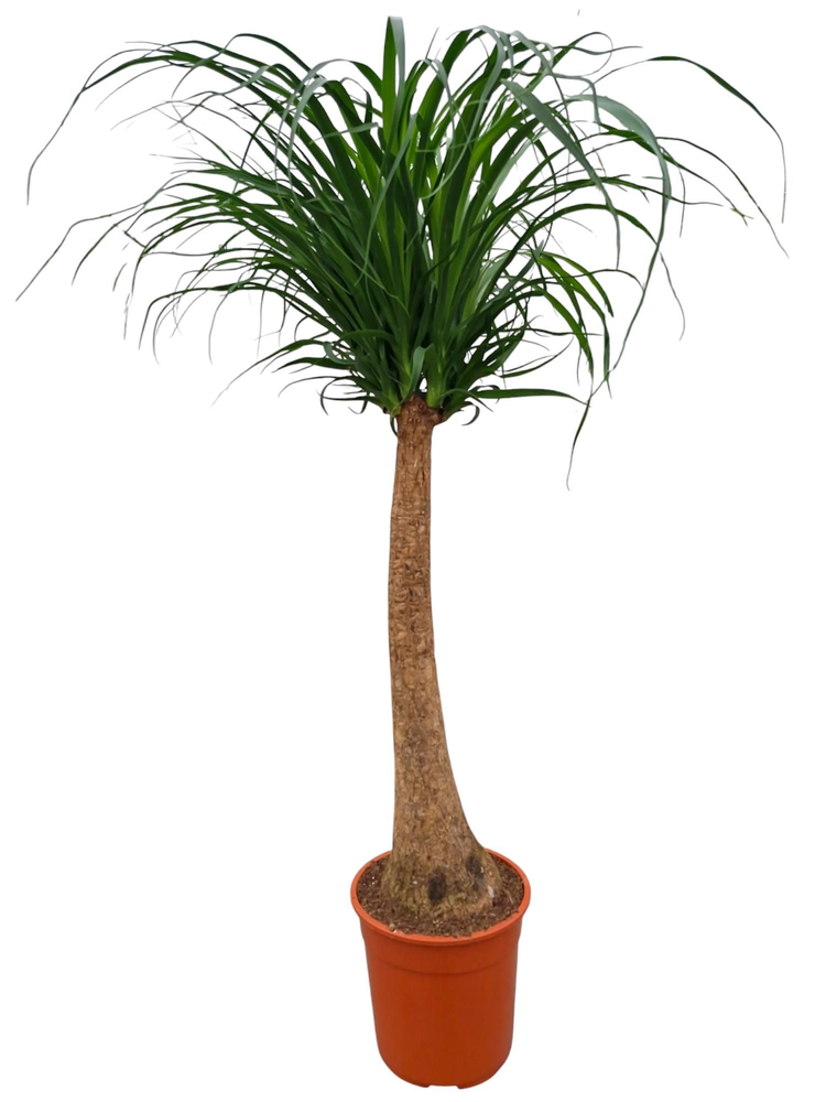 Beaucarnea 27 cm.