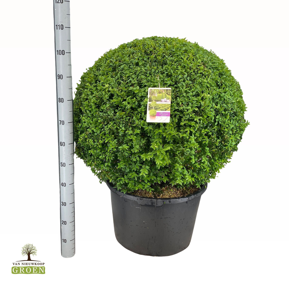 Buxus sempervirens Bol 90.