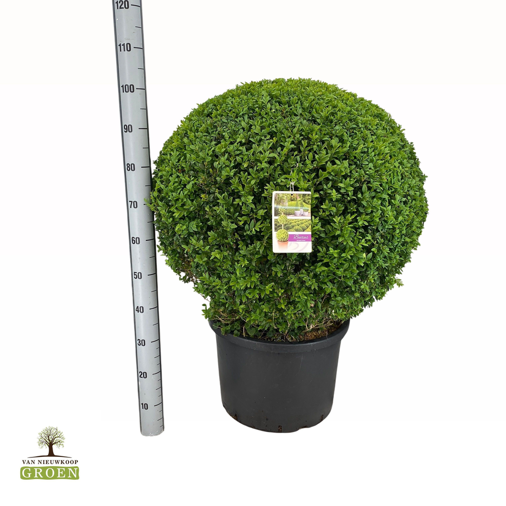 Buxus sempervirens Bol 80.
