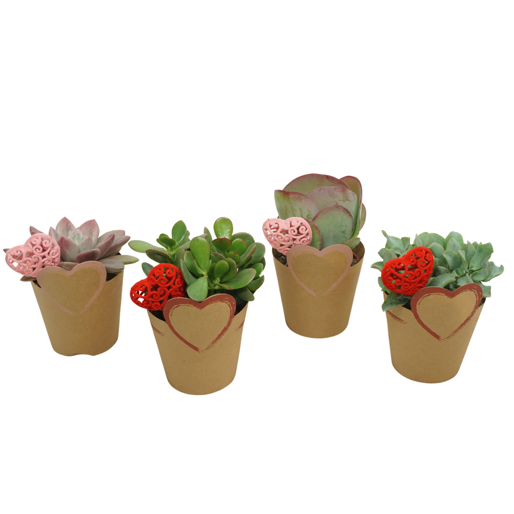 Succulenten mix 10,5 cm in 'Valentine potcover' me.