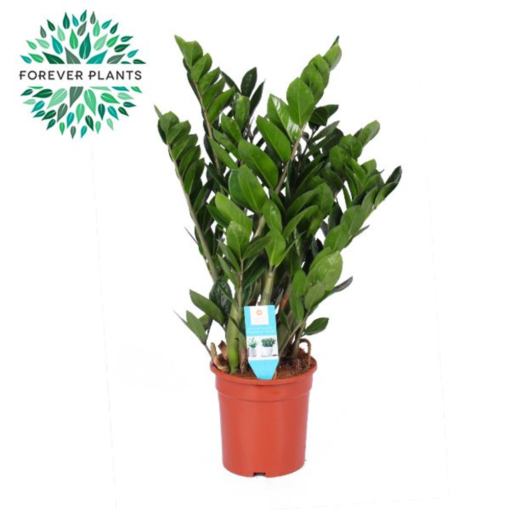 Zamioculcas p21.
