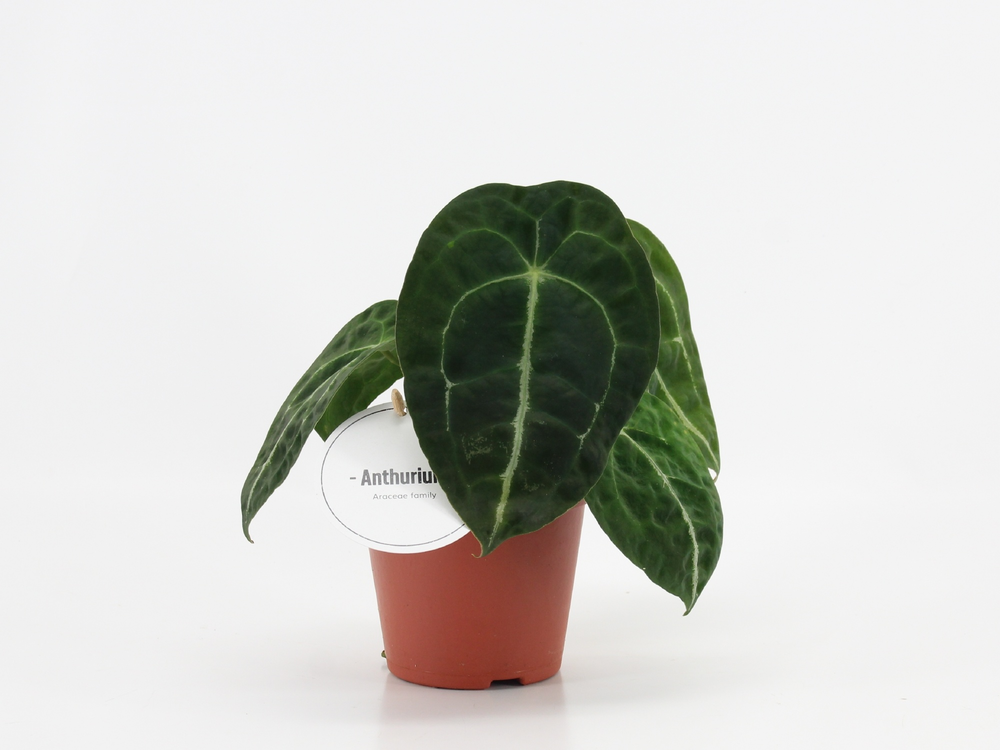 Anthurium Forgetti x Nigrolaminum.