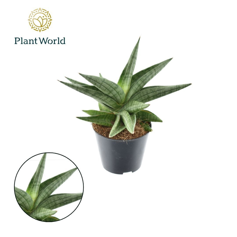 Sansevieria 'Helios Dwarf'.