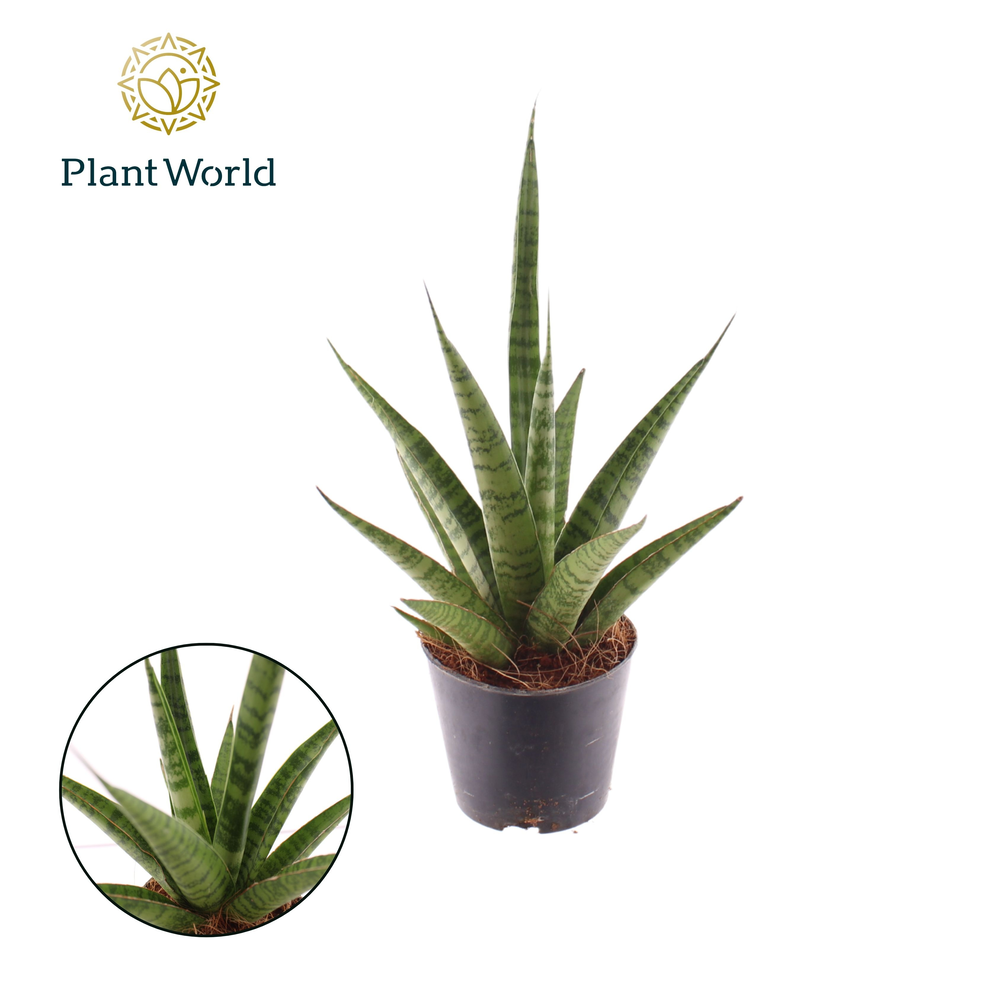 Sansevieria 'trifciata' Pineapple.