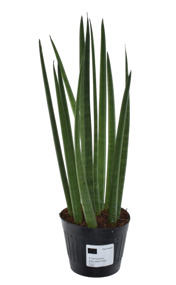 Sansevieria cylindrica 'Bacularis' / Mikado.