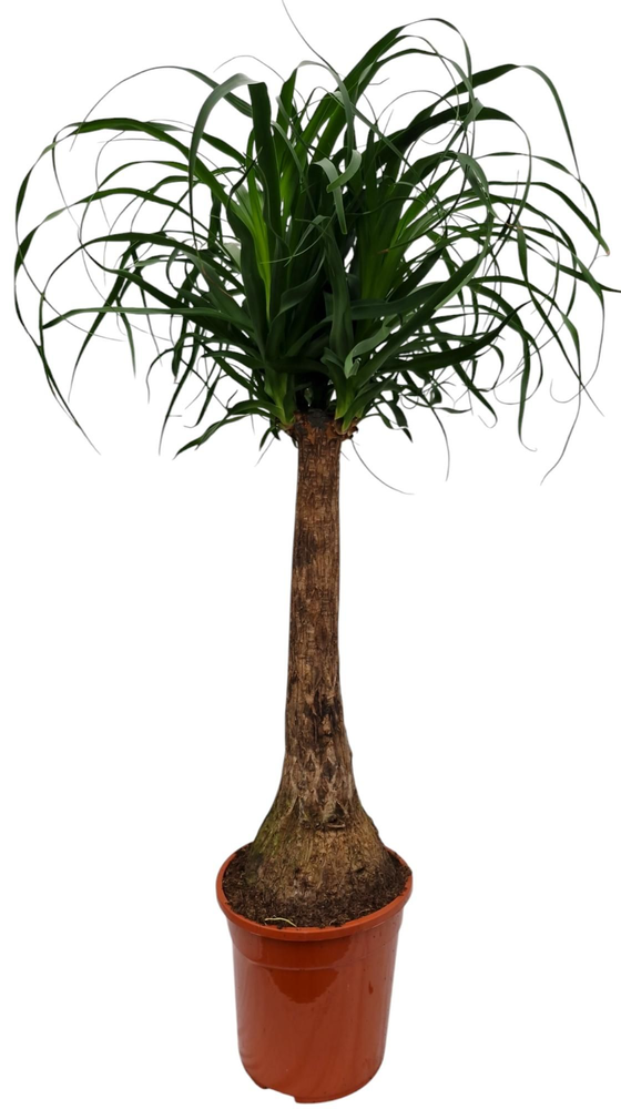 Beaucarnea 24 cm.