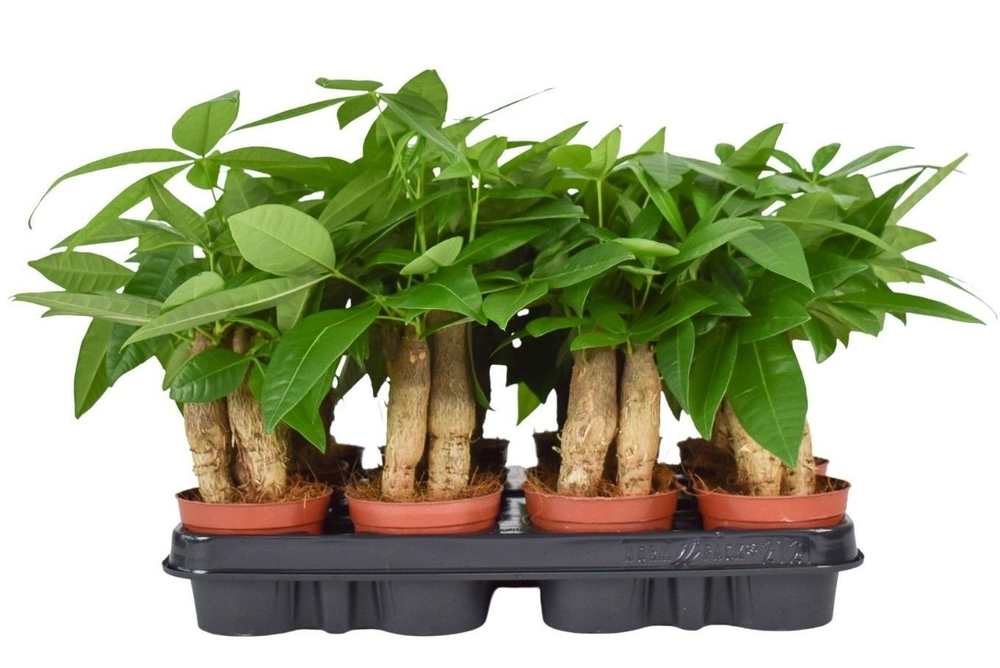 Pachira Aquatica 9 cm Triple stam.