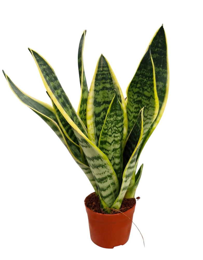 Sansevieria Superba 9.