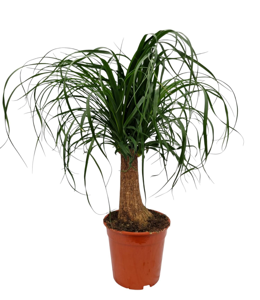 Beaucarnea 19 cm.