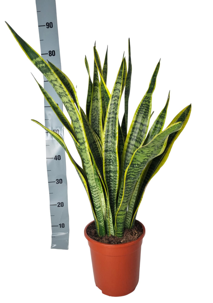 Sansevieria Laurentii 21 cm.